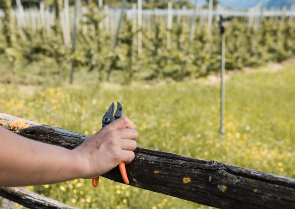 kirschen-der-alpen-obstbauer-patrick-foto-andergassen-1155