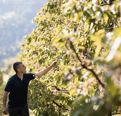 kirschen-der-alpen-obstbauer-thomas-foto-andergassen-1014