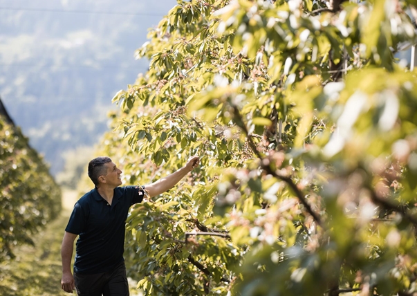 kirschen-der-alpen-obstbauer-thomas-foto-andergassen-1014