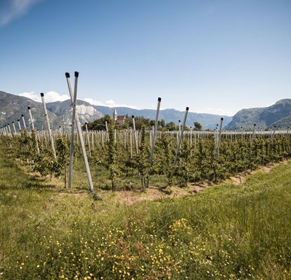 kirschen-der-alpen-obstbauer-patrick-foto-andergassen-1047