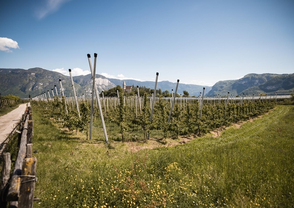 kirschen-der-alpen-obstbauer-patrick-foto-andergassen-1047