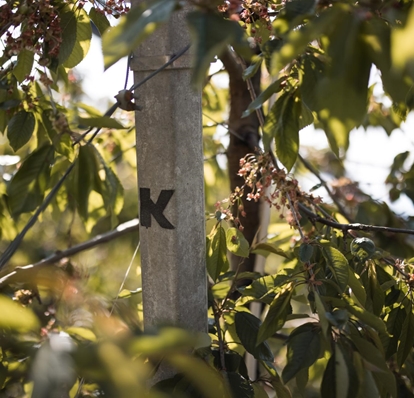 kirschen-der-alpen-obstbauer-thomas-foto-andergassen-1017