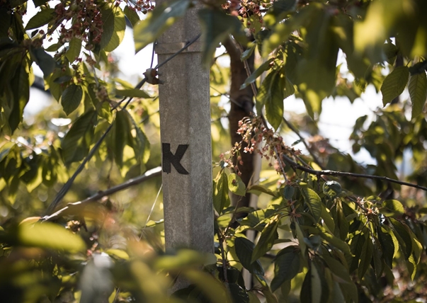 kirschen-der-alpen-obstbauer-thomas-foto-andergassen-1017