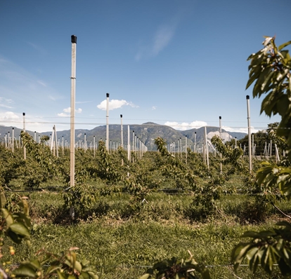 kirschen-der-alpen-obstbauer-patrick-foto-andergassen-1044