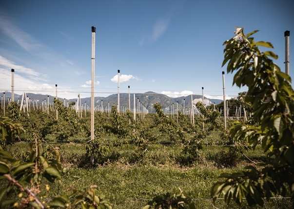 kirschen-der-alpen-obstbauer-patrick-foto-andergassen-1044